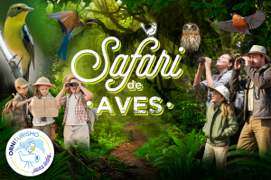 Safari de Aves #1