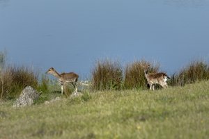 Parques e Reservas Naturais > Parque Natural da Serra de São Mamede #2