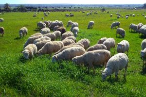 Percursos Transalentejo > Ferreira do Alentejo #2