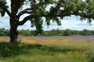 Percursos Transalentejo > Grândola #1